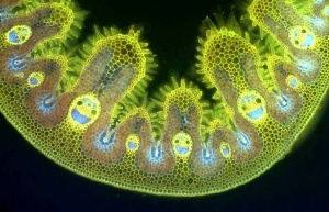 grassmicro2