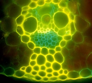 grassmicroscope
